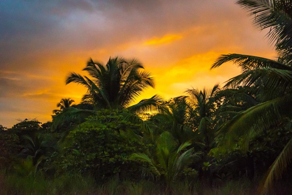 Punta Preciosa Bed & Breakfast Puerto Jimenez Exterior photo